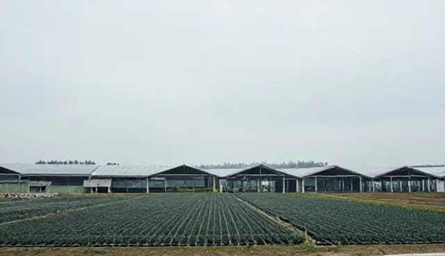 预算分配如何影响宣传片制作效果
